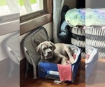 Small #3 Cane Corso