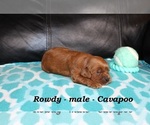 Image preview for Ad Listing. Nickname: Rowdy