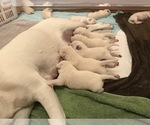 Small Photo #17 Labrador Retriever Puppy For Sale in ESCONDIDO, CA, USA