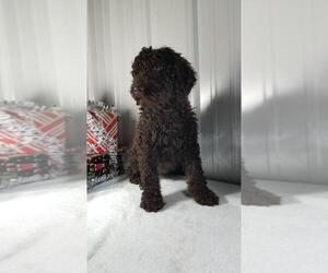 Poodle (Standard) Puppy for sale in DURHAM, CT, USA