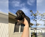 Litter of 11 - Male(s) and Female(s) German Shepherd DogLitter of Puppies for Sale - Photo #6