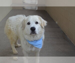 Great Pyrenees-Unknown Mix Dogs for adoption in McKinney, TX, USA