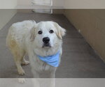 Small Great Pyrenees Mix