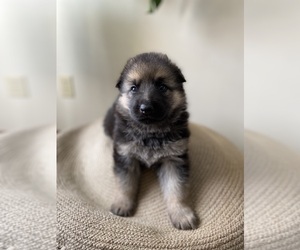 German Shepherd Dog Puppy for sale in THOMASVILLE, NC, USA