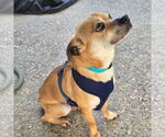 Small #2 Chihuahua-Parson Russell Terrier Mix