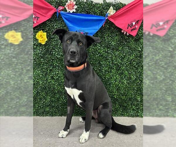 Medium Photo #2 Akita-Labrador Retriever Mix Puppy For Sale in Grasswood, Saskatchewan, Canada