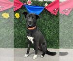 Small #1 Akita-Labrador Retriever Mix