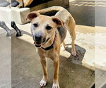 Small #1 Mutt