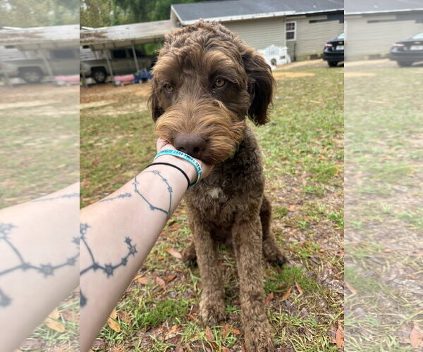 Medium Photo #6 German Shorthaired Pointer-Poodle (Standard) Mix Puppy For Sale in Valrico, FL, USA