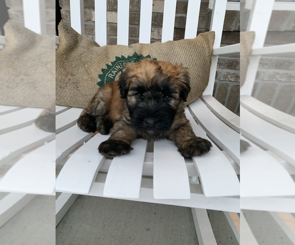 Medium Photo #1 Soft Coated Wheaten Terrier Puppy For Sale in INDIANAPOLIS, IN, USA