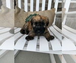 Small Photo #1 Soft Coated Wheaten Terrier Puppy For Sale in INDIANAPOLIS, IN, USA