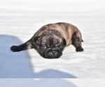 Small #2 Pug