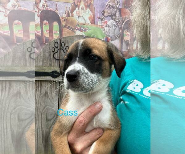 Medium Photo #1 Mutt Puppy For Sale in Jackson Township, NJ, USA