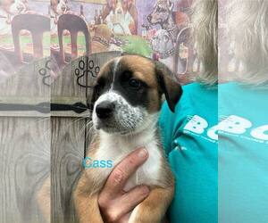 Mutt Dogs for adoption in Jackson Township, NJ, USA