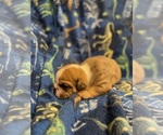 Small #9 Olde English Bulldogge