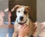 Small #19 Labrador Retriever Mix