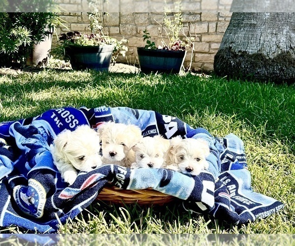 Medium Photo #2 Maltese Puppy For Sale in SAN ANTONIO, TX, USA