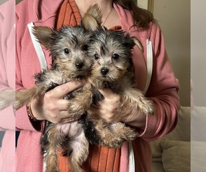 Yorkshire Terrier Puppy for sale in VIRGINIA BEACH, VA, USA