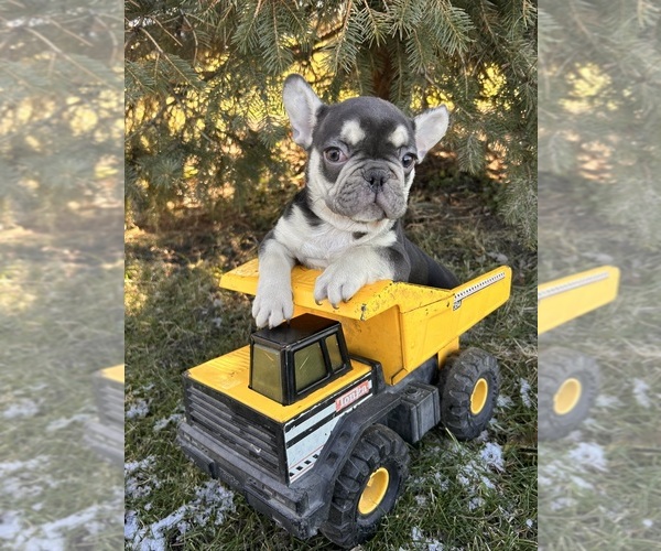 Medium Photo #2 French Bulldog Puppy For Sale in MIDDLEBURY, IN, USA