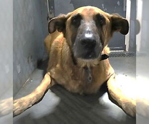 Medium German Shepherd Dog Mix