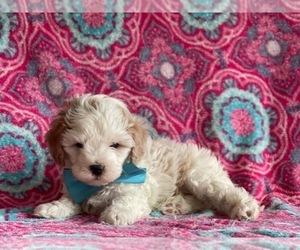 Cavapoo Puppy for sale in LANCASTER, PA, USA