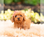 Small #3 Maltipoo (Miniature)