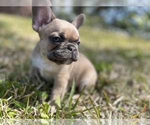 French Bulldog Puppy for Sale in SAINT AUGUSTINE, Florida USA