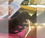 Small Photo #6 Great Dane Puppy For Sale in CLAREMORE, OK, USA