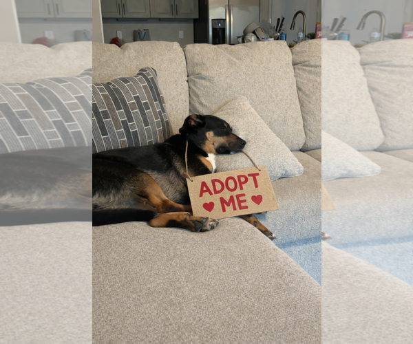 Medium Photo #3 Mutt Puppy For Sale in Euless, TX, USA