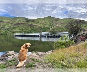 Mother of the Golden Retriever puppies born on 04/06/2026
