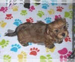Small Photo #5 Havashire Puppy For Sale in ORO VALLEY, AZ, USA