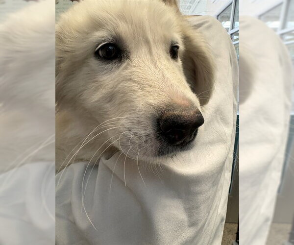 Medium Photo #1 Pyrenees Husky Puppy For Sale in Pueblo, CO, USA