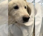Small Pyrenees Husky