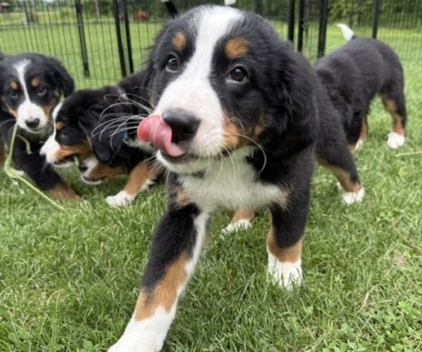 Medium Photo #23 Bernese Mountain Dog Puppy For Sale in SPRINGFIELD, OH, USA