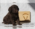 Small Photo #4 Aussiedoodle Puppy For Sale in BRIGHTON, CO, USA