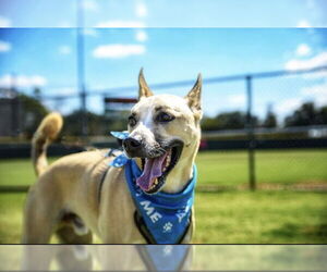 Siberian Husky-Unknown Mix Dogs for adoption in Euless, TX, USA