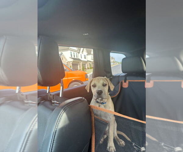 Medium Photo #15 American Pit Bull Terrier-Bulldog Mix Puppy For Sale in Raleigh, NC, USA