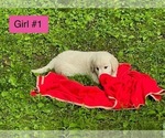 Small #1 Golden Retriever