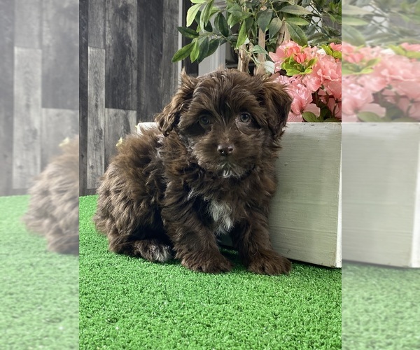 Medium Photo #4 Havanese Puppy For Sale in CANOGA, NY, USA
