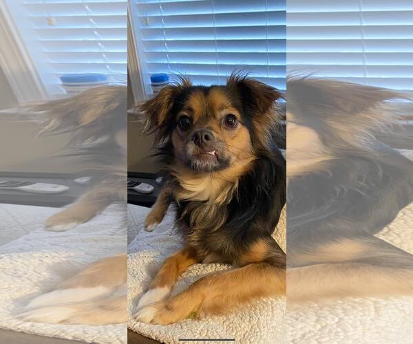 Medium Photo #2 Chihuahua-Unknown Mix Puppy For Sale in Holly Springs, NC, USA