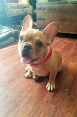 French Bulldog Puppy for sale in BELLMAWR, NJ, USA