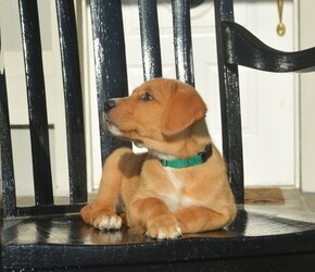 Golden Retriever Puppy for sale in LIVE OAK, FL, USA