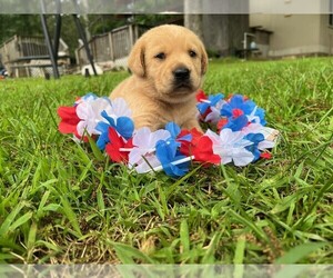 Labrador Retriever Puppy for Sale in MAYSVILLE, Georgia USA