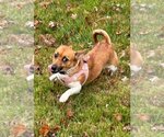 Small Photo #7 Dachshund-Unknown Mix Puppy For Sale in Arlington, VA, USA
