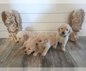 English Cream Golden Retriever Puppy for Sale in CORSICANA, Texas USA