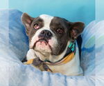 Small #1 French Bulldog
