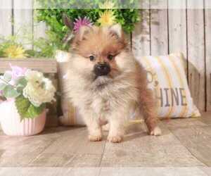 Pomeranian Puppy for sale in MOUNT VERNON, OH, USA