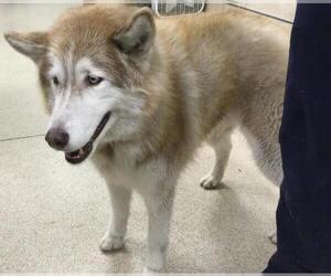 Siberian Husky Dogs for adoption in Riverside, CA, USA
