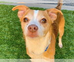 Small Chihuahua Mix