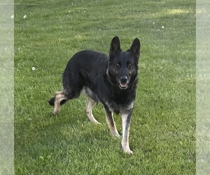German Shepherd Dog Litter for sale in PULASKI, PA, USA